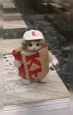 Kfc Cat